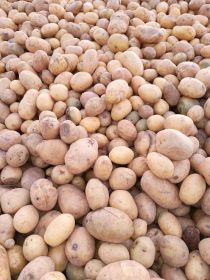 Sprzedam ziemniaki paszowe 15gr kilogram