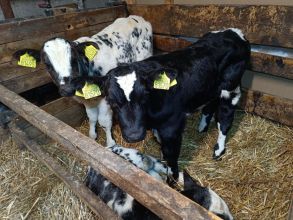 Cielaki mięsne byczki