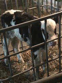 Sprzedam jałóweczki