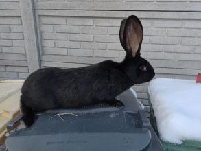 Sprzedam samicę olbrzym belgijski czarny