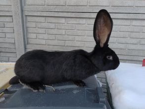 Sprzedam samicę olbrzym belgijski czarny