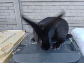 Sprzedam samicę olbrzym belgijski czarny