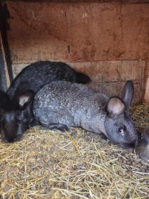 Sprzedam młode samiczki