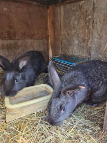 Sprzedam młode samiczki