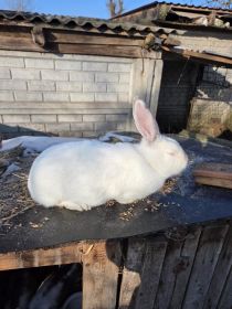 Sprzedam roczną samice