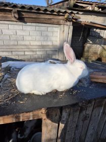 Sprzedam roczną samice