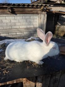 Sprzedam roczną samice