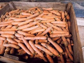 Marchew dla zwierząt