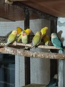 Sprzedam nimfy i faliste