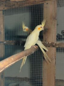 Sprzedam nimfy i faliste