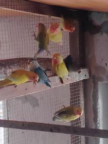 Sprzedam nimfy i faliste