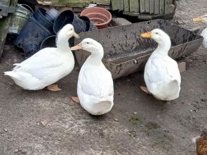 Sprzedam kaczki