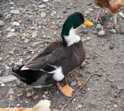 Sprzedam kaczki
