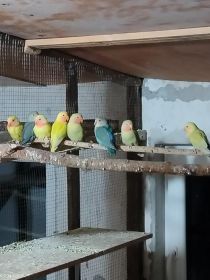 Sprzedam nimfy i nierozłączki