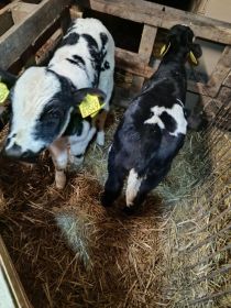 Cielaki byczki jałówki