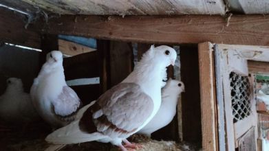 Sprzedam Mewki Polskie