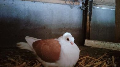 Sprzedam Mewki Polskie