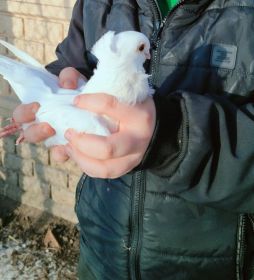 Sprzedam Mewki Polskie