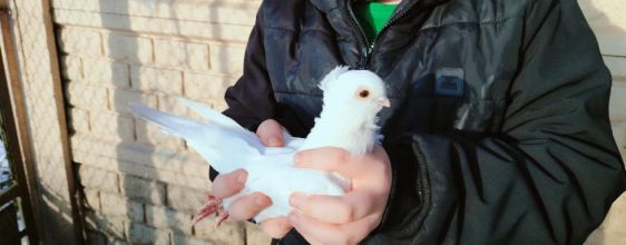 Sprzedam Mewki Polskie