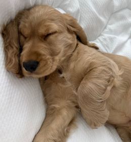 Cocker Spaniel Angielski