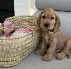 Cocker Spaniel Angielski