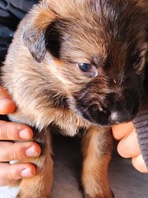 Bezdomne pieski szukają domów