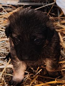 Bezdomne pieski szukają domów