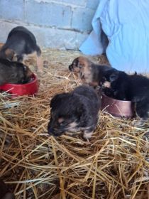 Bezdomne pieski szukają domów