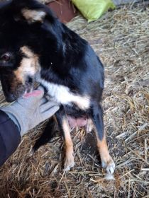 Bezdomne pieski szukają domów