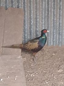 Sprzedam bazant mongolskie