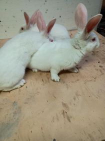 Króliki Termondzkie