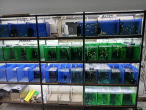 Rybki akwariowe różne akwarium rosliny