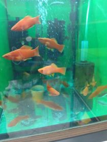 Rybki akwariowe różne akwarium rosliny