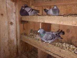 Witam sprzedam pocztowe gołebię bardzo ładne i zadbane...