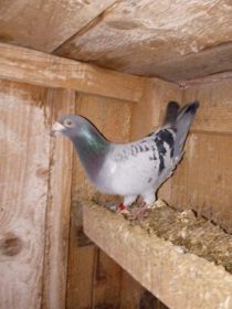 Witam sprzedam pocztowe gołebię bardzo ładne i zadbane...