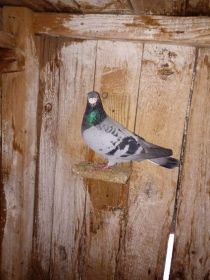 Witam sprzedam pocztowe gołebię bardzo ładne i zadbane...