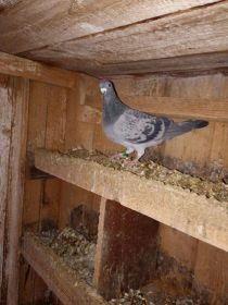 Witam sprzedam pocztowe gołebię bardzo ładne i zadbane...