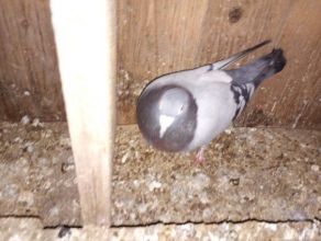 Witam sprzedam pocztowe gołebię bardzo ładne i zadbane...