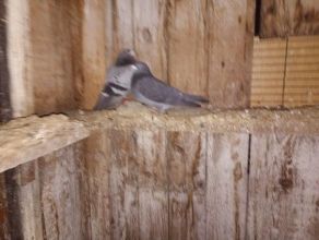 Witam sprzedam pocztowe gołebię bardzo ładne i zadbane...