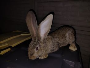 Sprzedam samca Belga