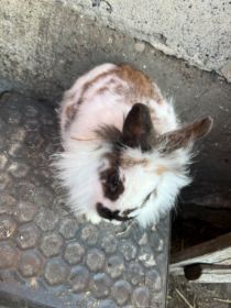 Sprzedam króliki miniaturki