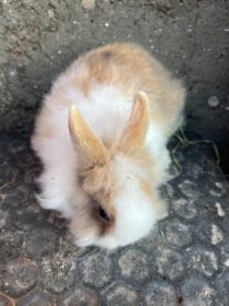 Sprzedam króliki miniaturki