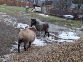 Sprzedam owieczki