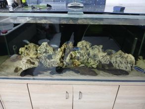 Rybki akwariowe glonojady duze