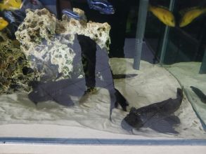 Rybki akwariowe glonojady duze