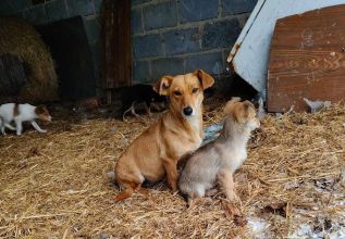 Bezdomne psiaki szukają domów