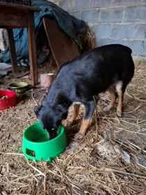 Bezdomne psiaki szukają domów