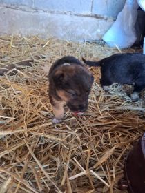 Bezdomne psiaki szukają domów