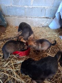 Bezdomne psiaki szukają domów