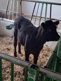 Sprzedam jałówkę LM